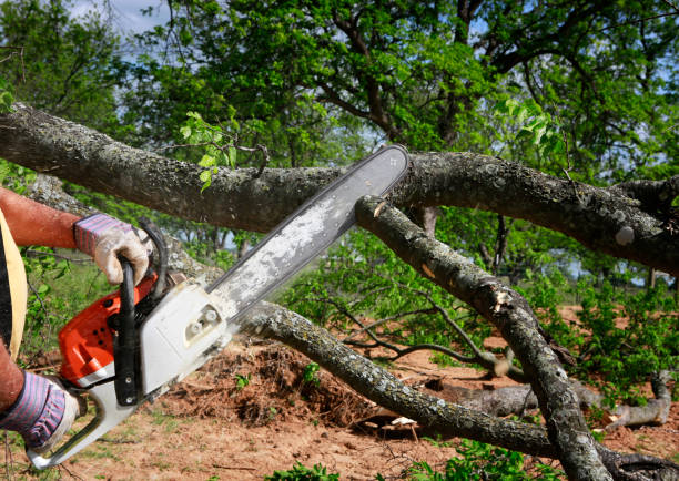 Trusted Terra Bella, CA Tree Care Experts